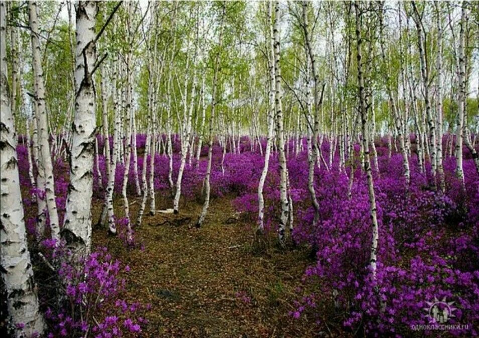 Ароматная роща. Багульник в Забайкалье. Поля багульника в Забайкалье. Багульник Леснянский. Природа Забайкальского края багульник.