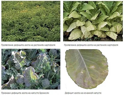 опадение завязей у томатов. магниевое голодание у капусты. голодание капусты. голодание капусты. дефицит марганца у растений.