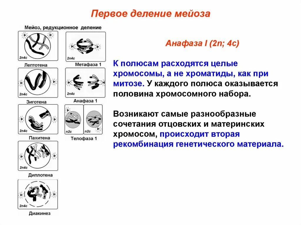 Мейоз анафаза 2 набор хромосом. Мейоз 1 лептотена зиготена пахитена. Мейоз лептотена зиготена пахитена диплотена диакинез таблица. Мейоз 2 анафаза 2. Анафаза 2 деления мейоза.