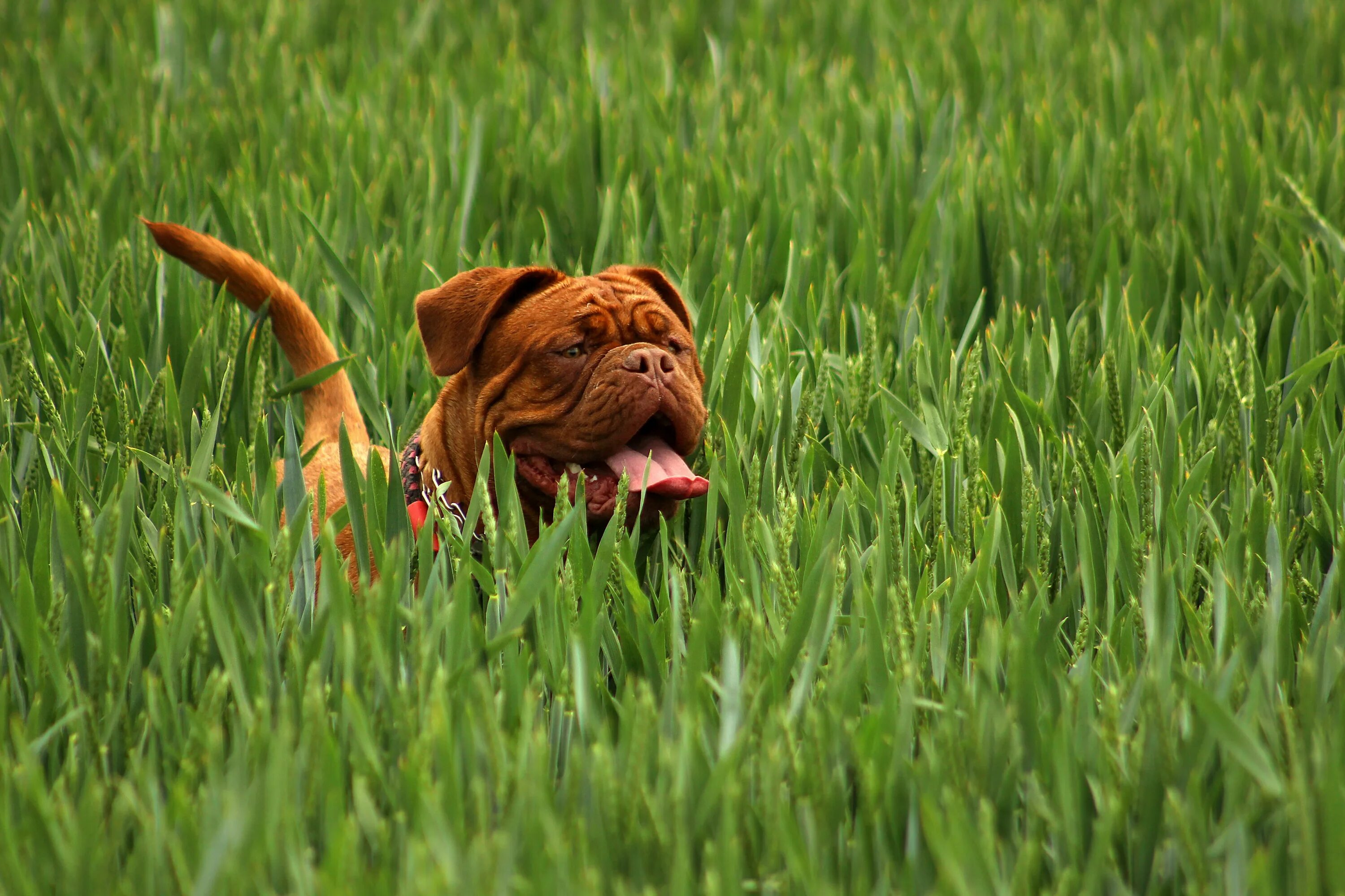 Почему собака ест траву на улице. Собака ест траву. Собака, трава, лужайка. Собака жрет траву. Собака кушает траву.