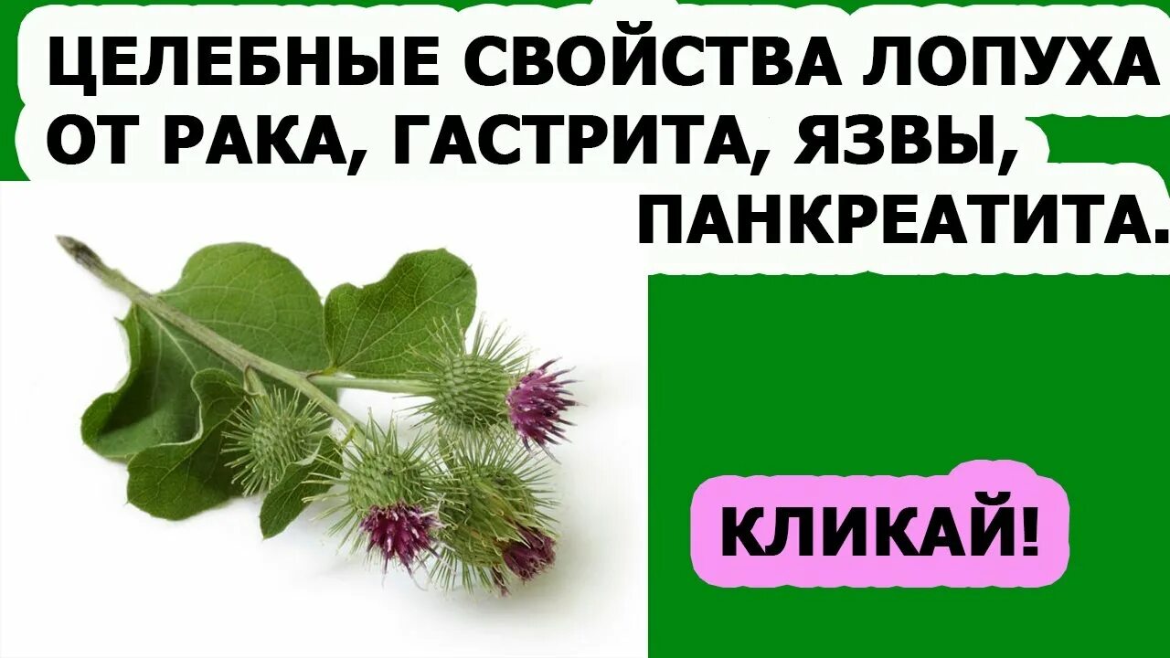 Корень лопуха при онкологии. Корень лопуха при онкологии. Корень лопуха биолит. Арктавит. Корень лопуха при онкологии.