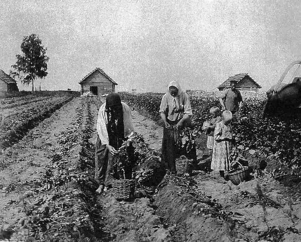 Разбогатевшие крестьяне. Аграрная реформа Столыпина крестьяне. Вятка крестьяне 19 века. Картофельный бунт 1842 года. Крестьяне сажающие картофель 1884.