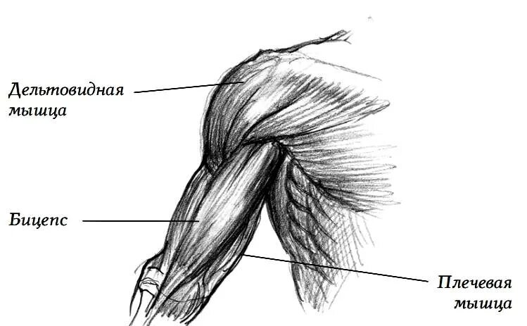 Передние пучки дельтовидных. Дельтовидная мышца плеча анатомия. Дельтовидная мышца плеча схема. Дельтовидная, плечевая, плечелучевая, двуглавая мышца плеча. Дельтовидная мышца анатомия рисунок.