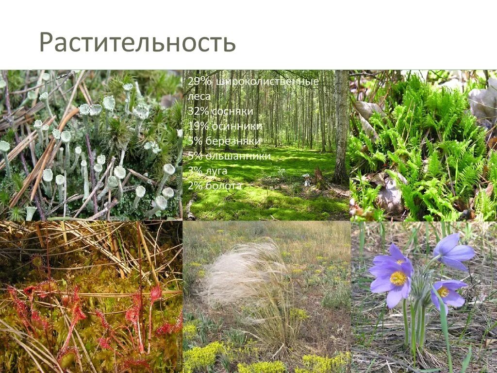 Растительный мир воронежского края. Растения в. Рябчик первоцвет. Растительность воронежского края. Рябчик первоцвет.