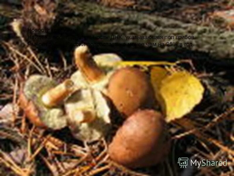 Грибы размножение. Какого пола грибы. Какого пола грибы. Какого пола грибы. Какого пола грибы.