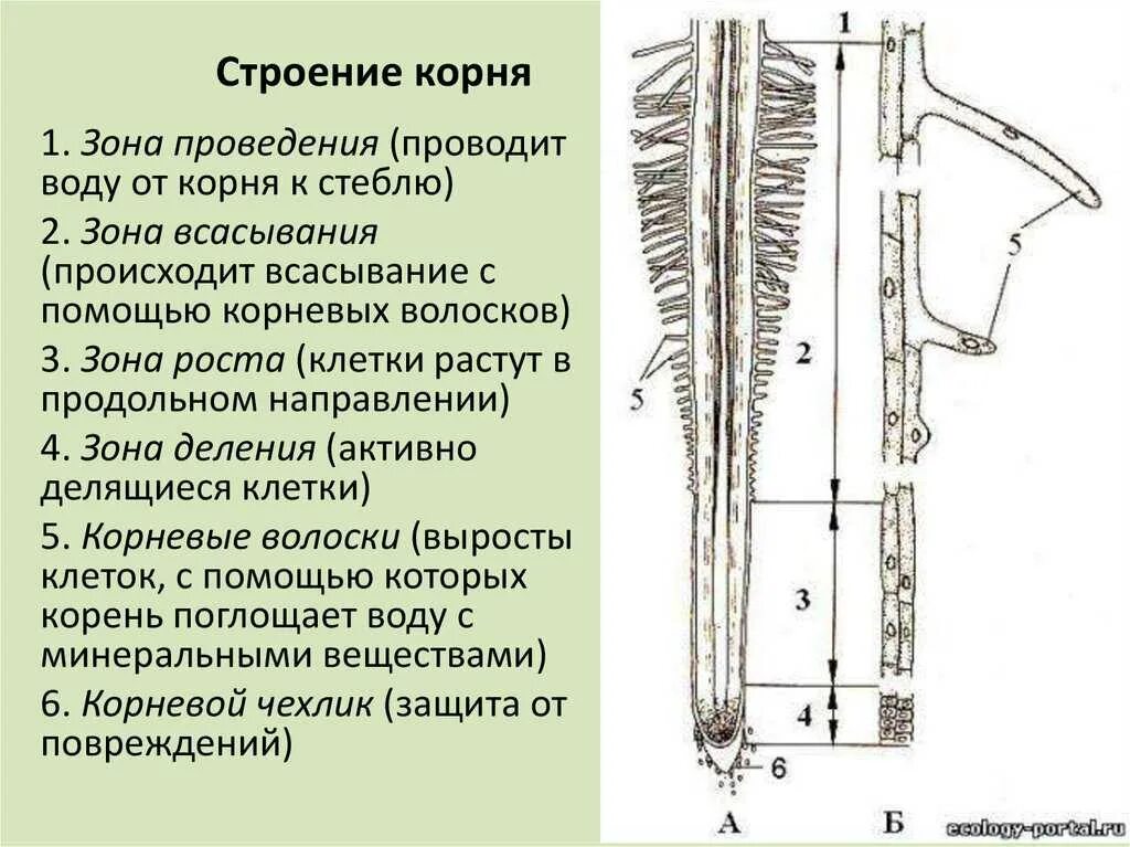 Строение корня ответ. Строение корня 6 класс биология. Строение корневого волоска 6 класс биология. Строение корня строение корня. Внешнее и внутреннее строение корня, зоны корня.