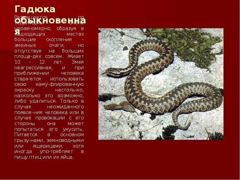 Степная гадюка сообщение 4 класс кратко. Гадюка степная оренбургской области. степная гадюка красная книга. географический критерий гадюки обыкновенной. степная гадюка местообитание.