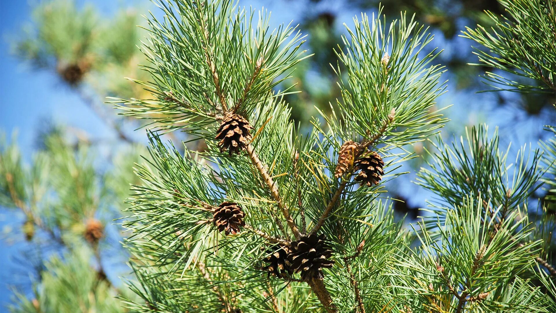 Хвойные рф. Сосна обыкновенная Pinus Sylvestris. Сосна обыкновенная Pinus Sylvestris l. Сосна обыкновенная (Pinus Sylvestris) хвоя. Сосна обыкновенная габитус.