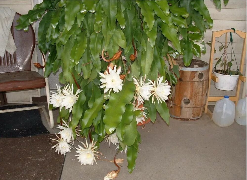 Суккулентные растения, Петр Лапшин, каталог для заказа - succulents by Peter Lap