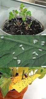 Белые мелкие мошки на комнатных
