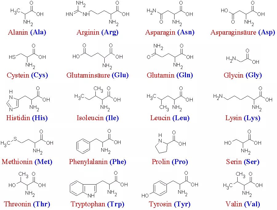 Органические соединения co2. Химия 20 аминокислот. Структурные формулы 20 аминокислот. 20 Незаменимых аминокислот формулы. Структура 20 аминокислот.