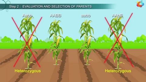 Plant breeding