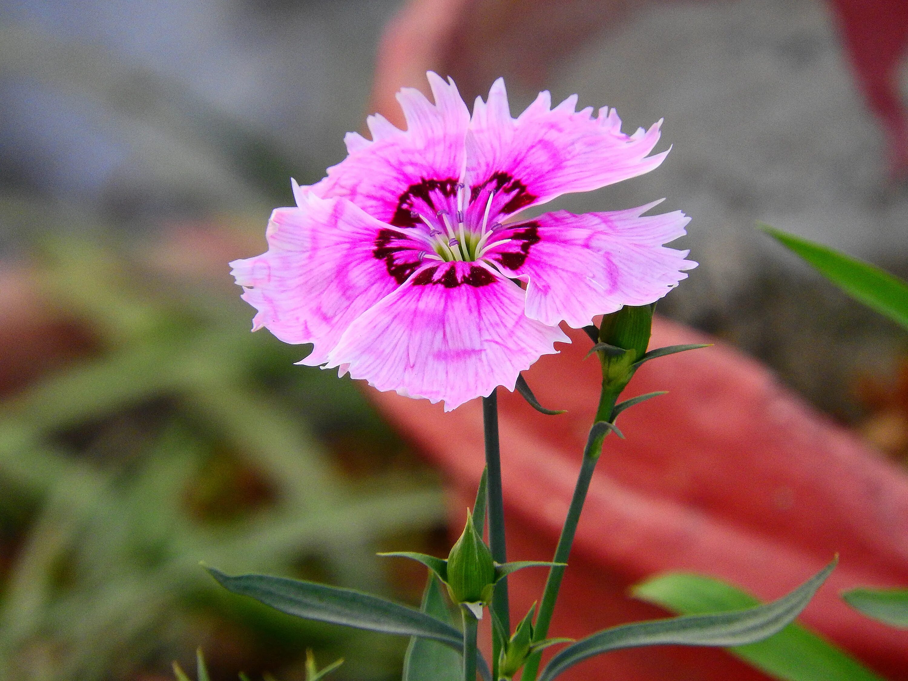 У дикой гвоздики 5 лепестков. Гвоздика Dianthus. Гвоздика Купер Лотус. Цветок Диантус Плант. Гвоздика Dianthus chinensis.