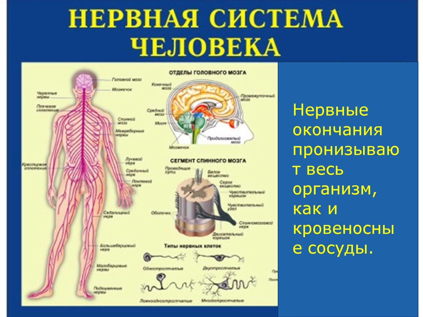 Какие органы входят в нервную систему человека. Нервная система человека строение 3 класс окружающий мир. Строение и функции органов нервной системы. Нервная система человека строение 4 класс. Организм человека 3 класс нервная система.