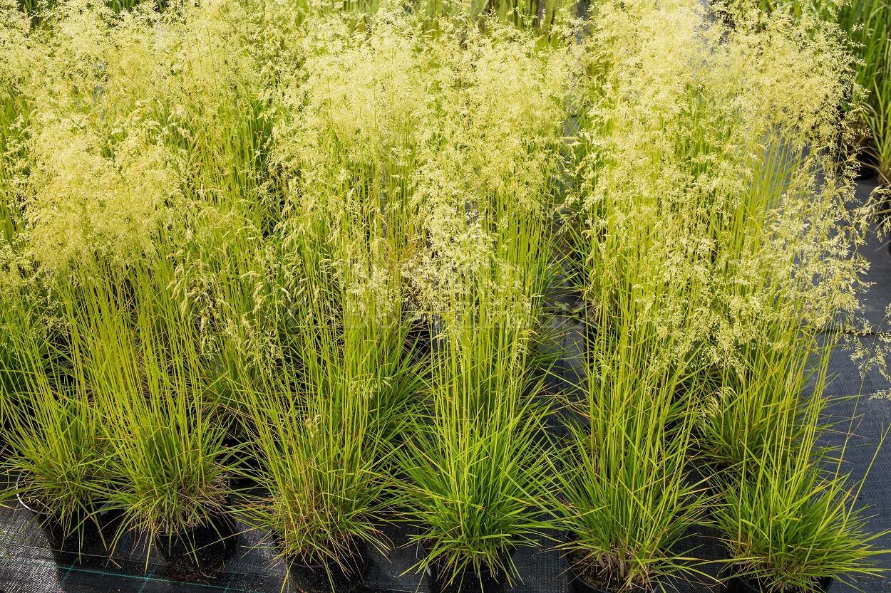 Луговик дернистый (щучка) goldschleier. Луговик дернистый щучка bronzeschleier. Щучка дернистая 'goldtau'. Дешампсия щучка дернистая. Луговик.