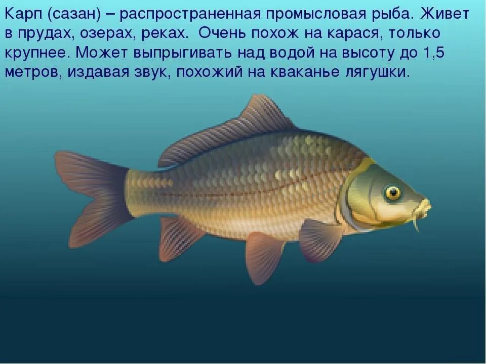 Сазан и Карп. Карп карась сазан. Рыба карась сазан Карп. Сазан (Cyprinus Carpio). Рыба из карпов 5 букв