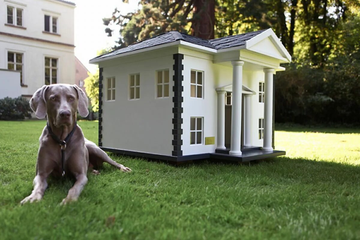Демо версия дог хаус dog houses info. Домик для собаки. Домик для домашней собаки. Красивые будки для собак. Необычные собачьи будки.