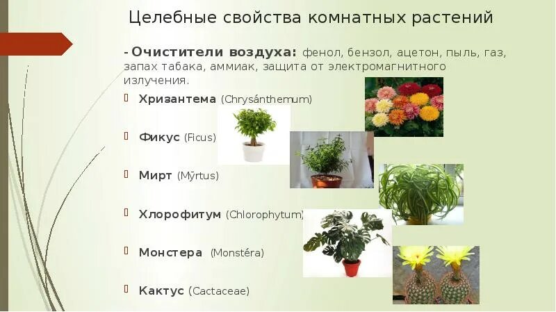 Лечебные свойства комнатных растений. Свойства комнатных растений. Комнатный цветок очиститель воздуха. Целебные свойства комнатных растений. Хлорофитум на клумбе.