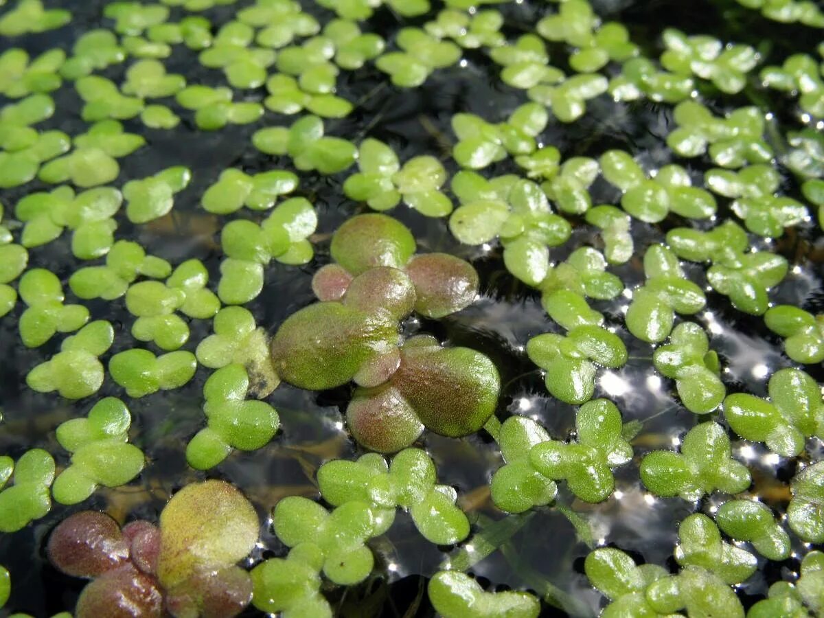 Ряска прудовая. Плавает на поверхности водоема. Ряска горбатая. Эвтрофикация воды. Плавает на поверхности водоема.
