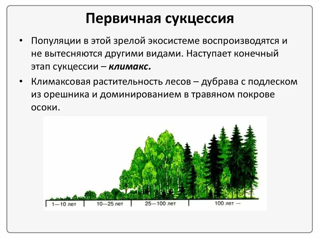 Выберите пример смены экосистемы. Сукцессия студариум. Первичные и вторичные сукцессии кратко. Пионерная сукцессия. Экологическая сукцессия первичная и вторичная.