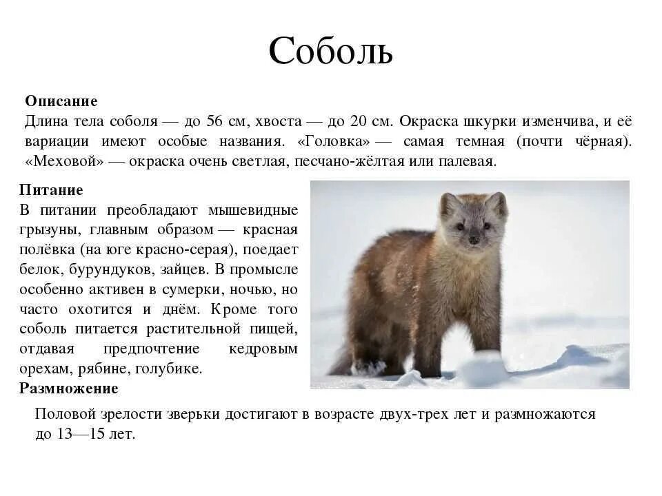 Соболь животное обитающее в природной. Соболь описание животного. соболь животное краткое описание. соболь описание красная книга. соболь рассказ.