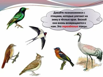 Возвратились из теплого края