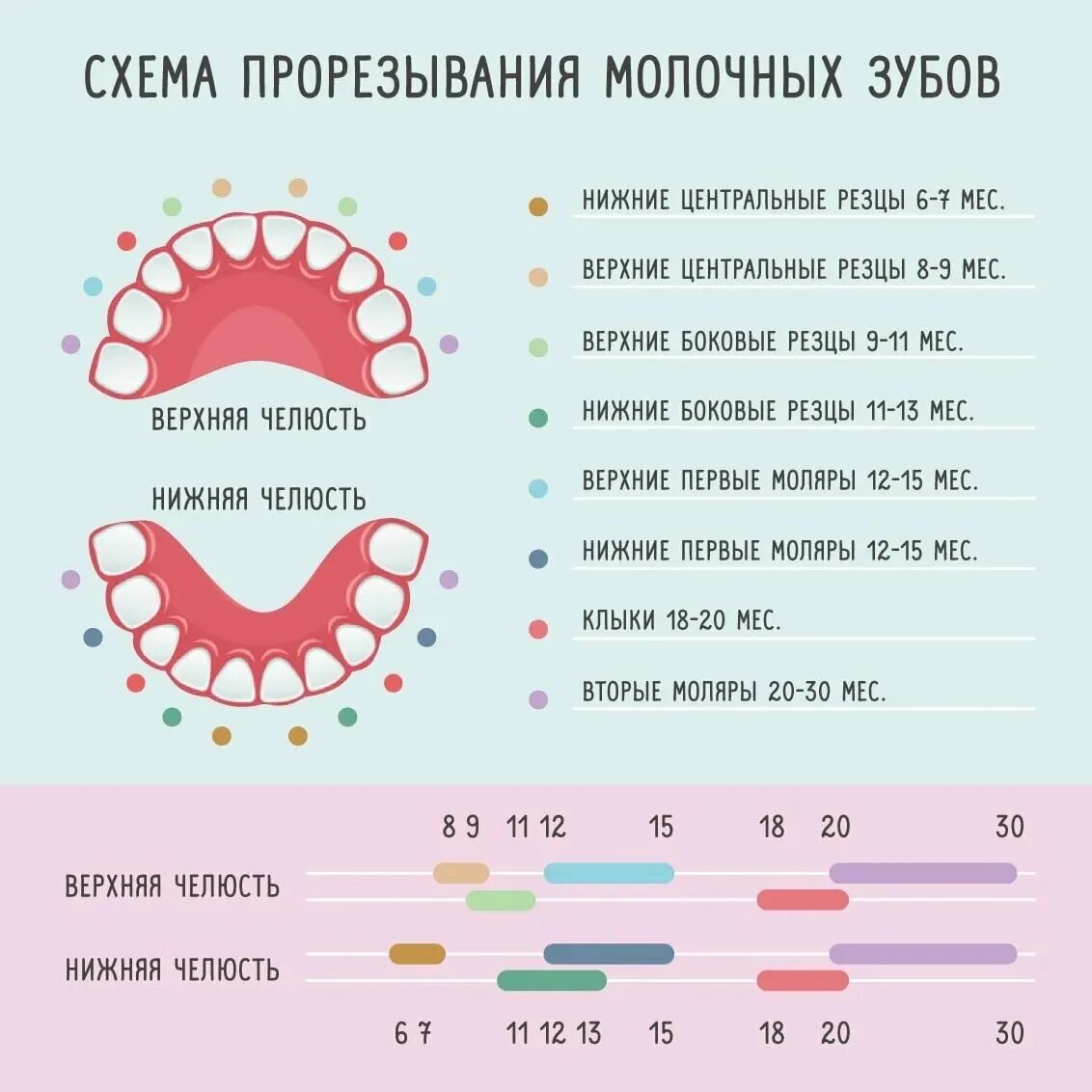 Порядок роста молочных зубов у детей до года. Схема прорезывания молочных зубов у детей до 2. Зубы 1|1 прорезываются в _____ лет. Как выглядят резцы зубов у младенцев. Зуб после простуды