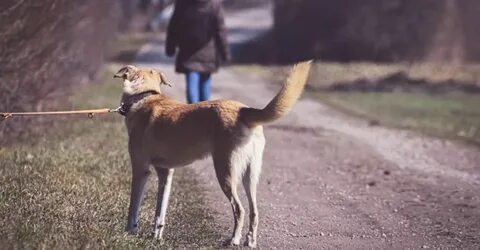 Abandoned dogs