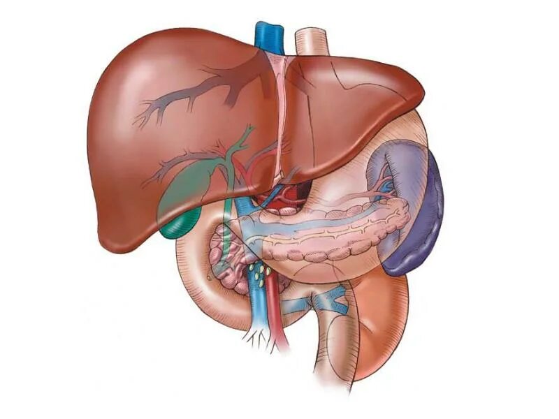 Гепатобилиарная зона что это. Скелетотопия печени анатомия. Печень гепатобилиарная система анатомия. Синтопия печени анатомия. Топография печени синтопия.