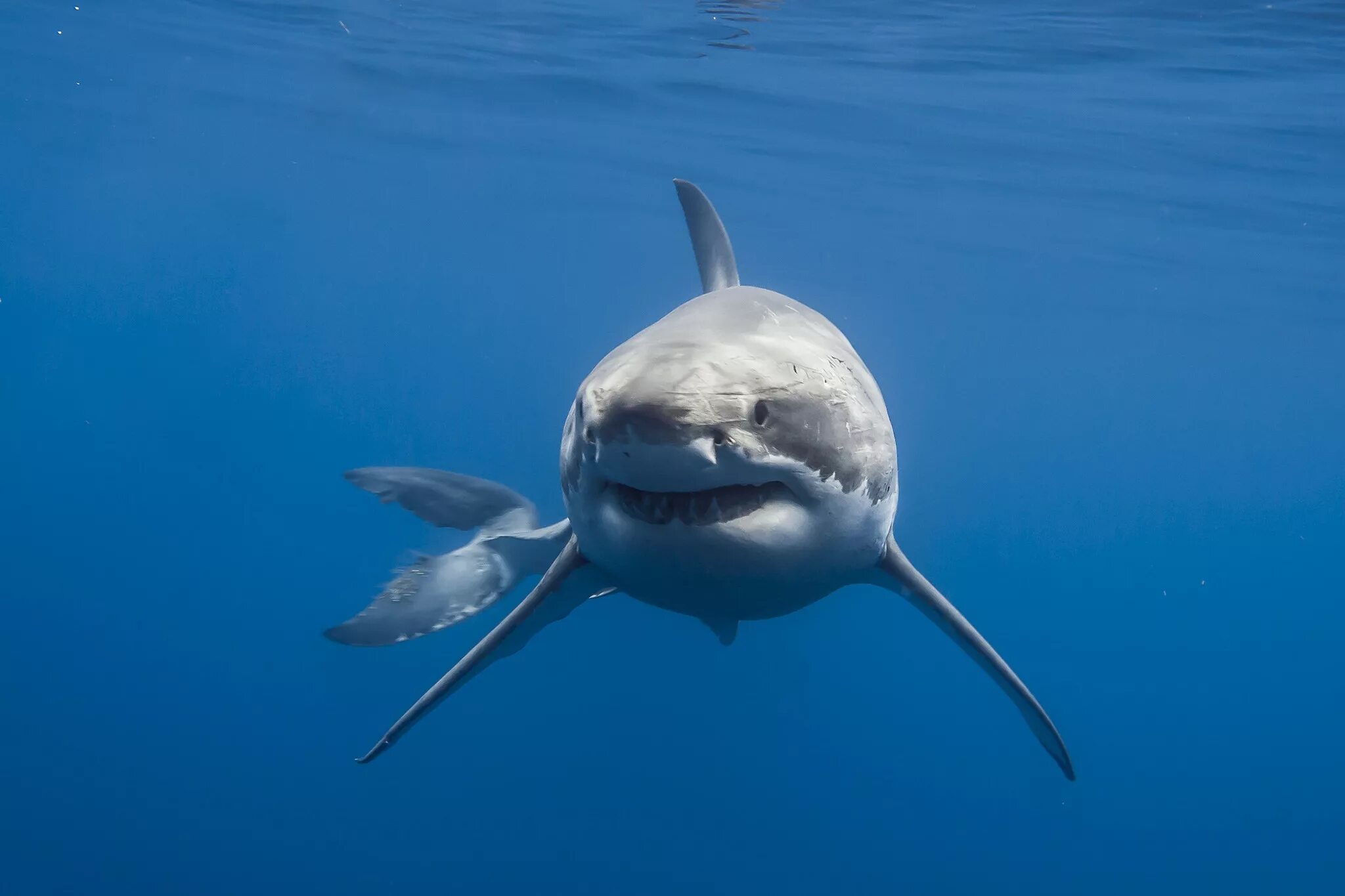 Акула рыба или млекопитающее животное. Акула carcharodon carcharias. большая белая акула. рыба акула белая. акула это рыба или животное.