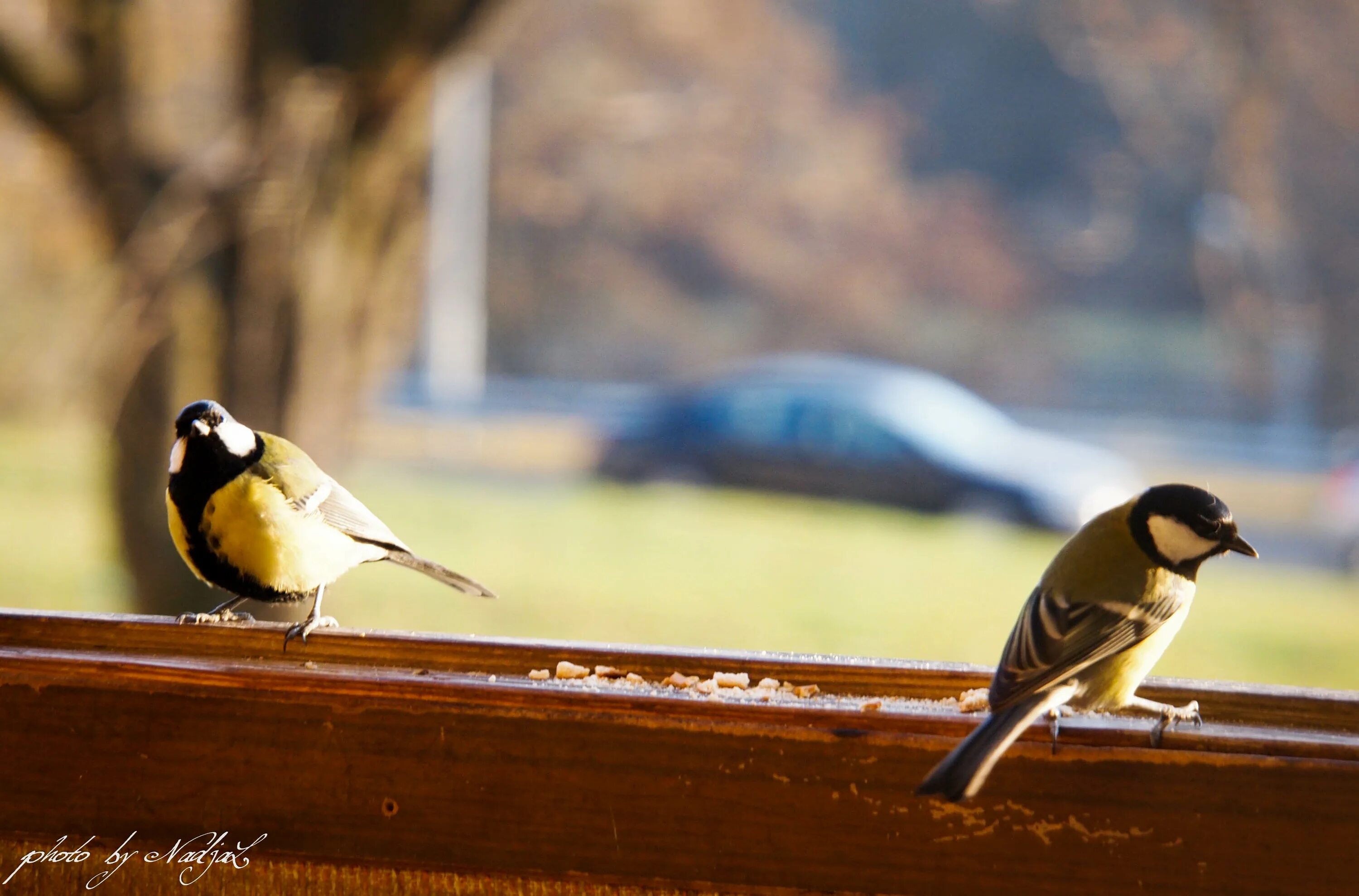 синичка на балконе. синичка стучит. приметы про синичек. домашняя синичка. синичка на подоконнике.