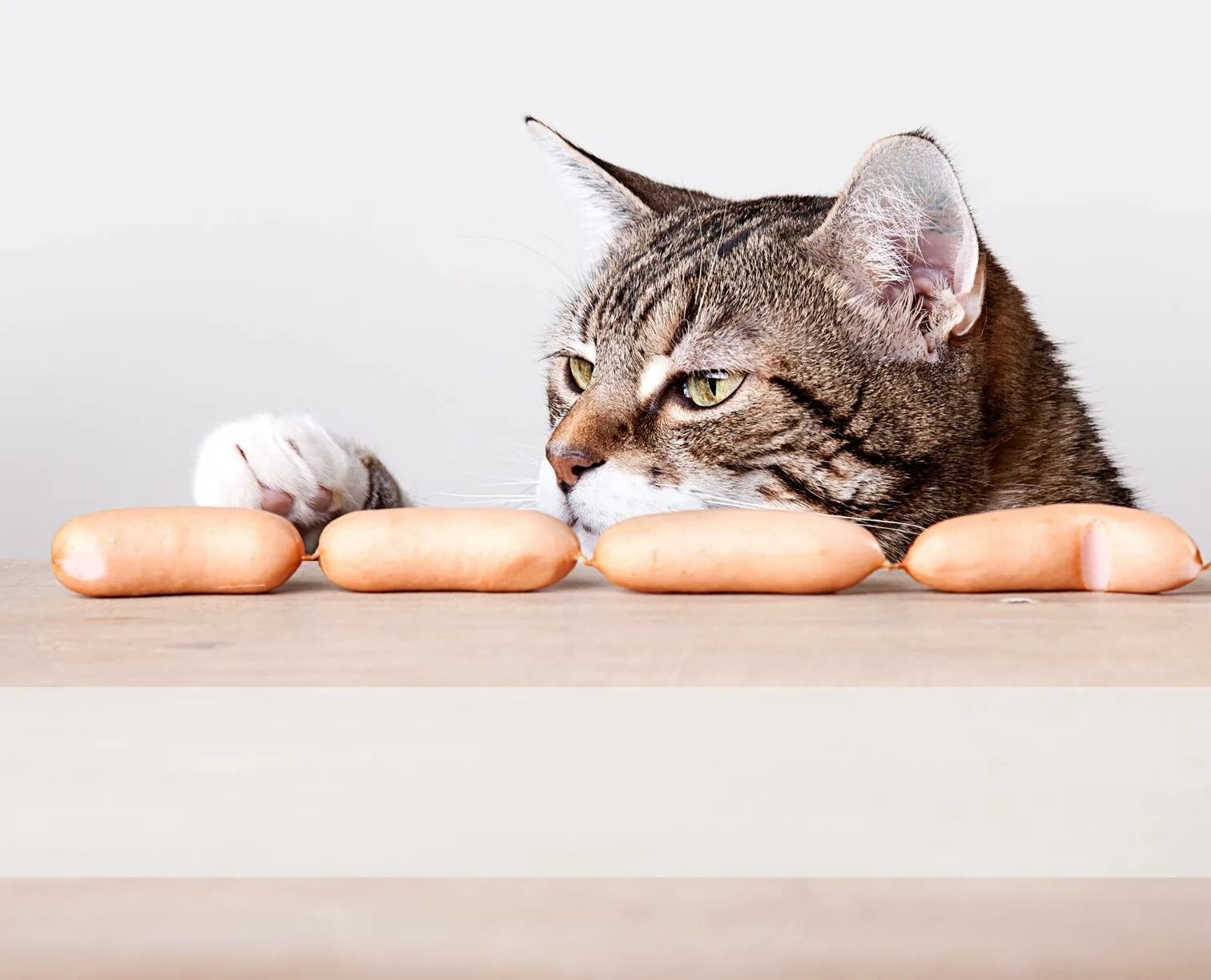 Кот с колбасой. Кошки и собаки. Черный лабрадор ест. Собака. Собаки кошки и котлеты.