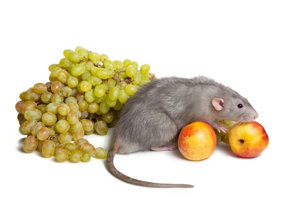 Мыши виноград. Фруктовая крыса. Фрукты для крысок. Мышь в винограде. Мышь ест виноград.