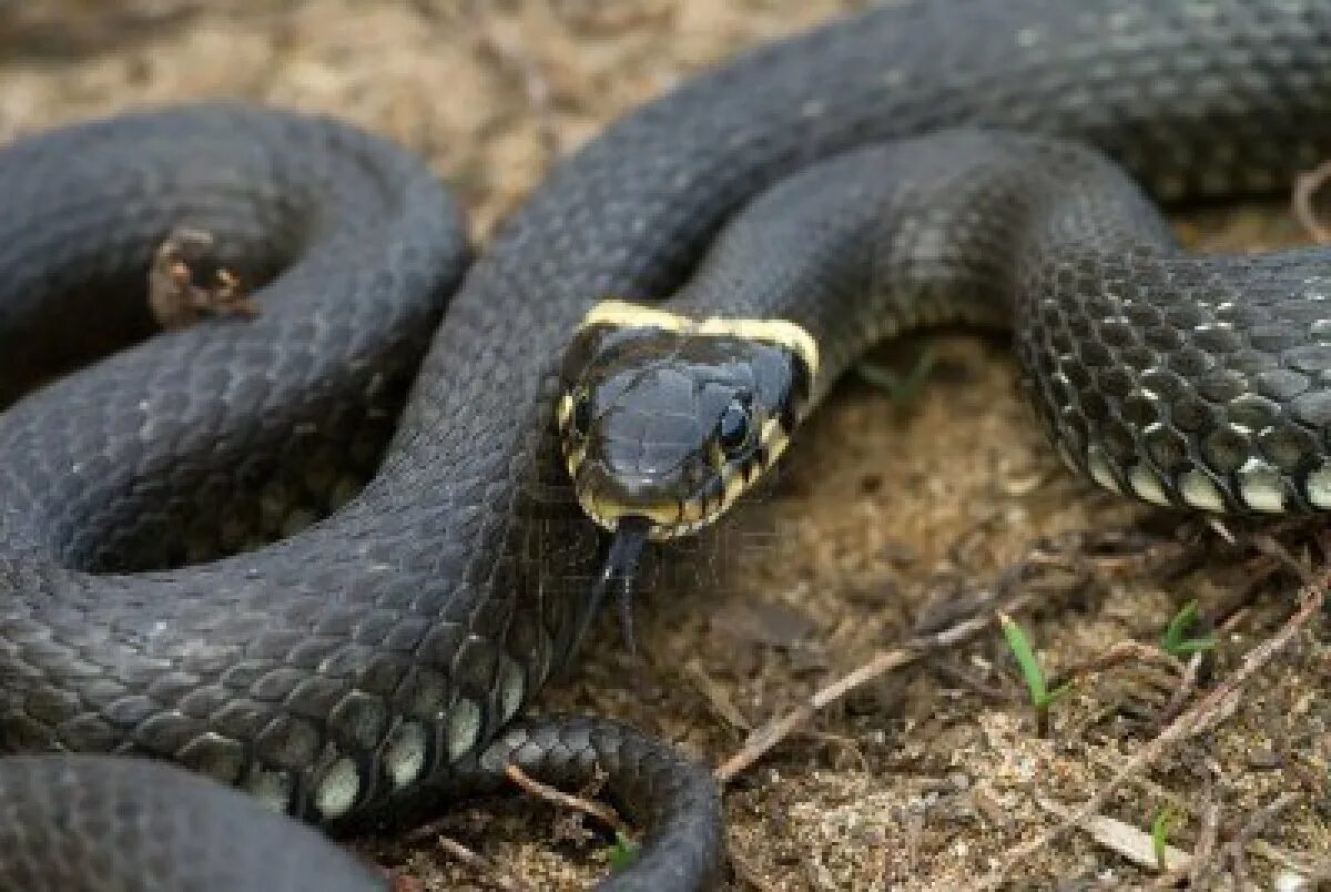 змея 77 года. две змеи с голубыми глазами. черные змеи для дома. змея coluber. Snakes голубой.