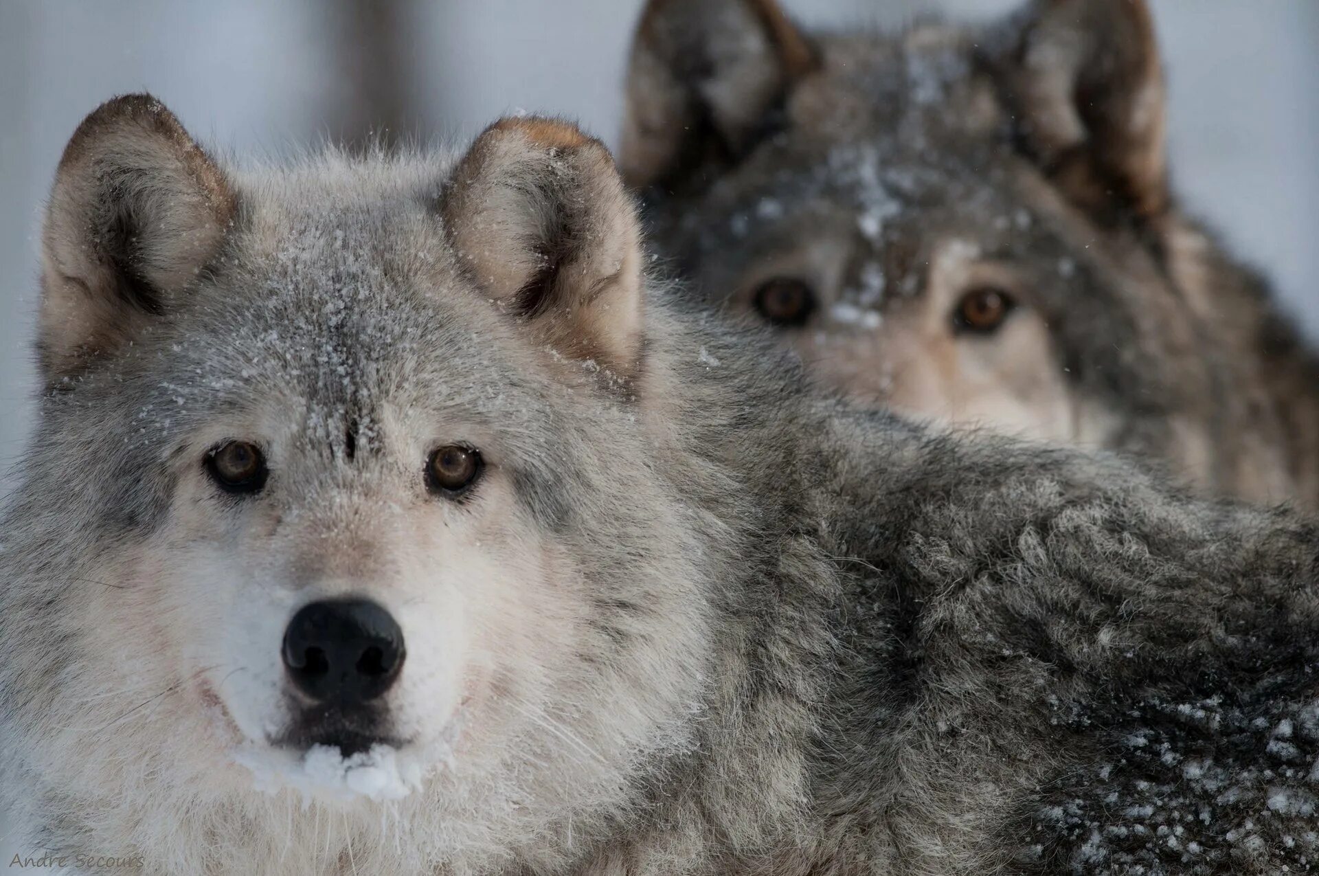 Смешные картинки волка. Волк. Взгляд волка. Волк Мем. Фото Волков.