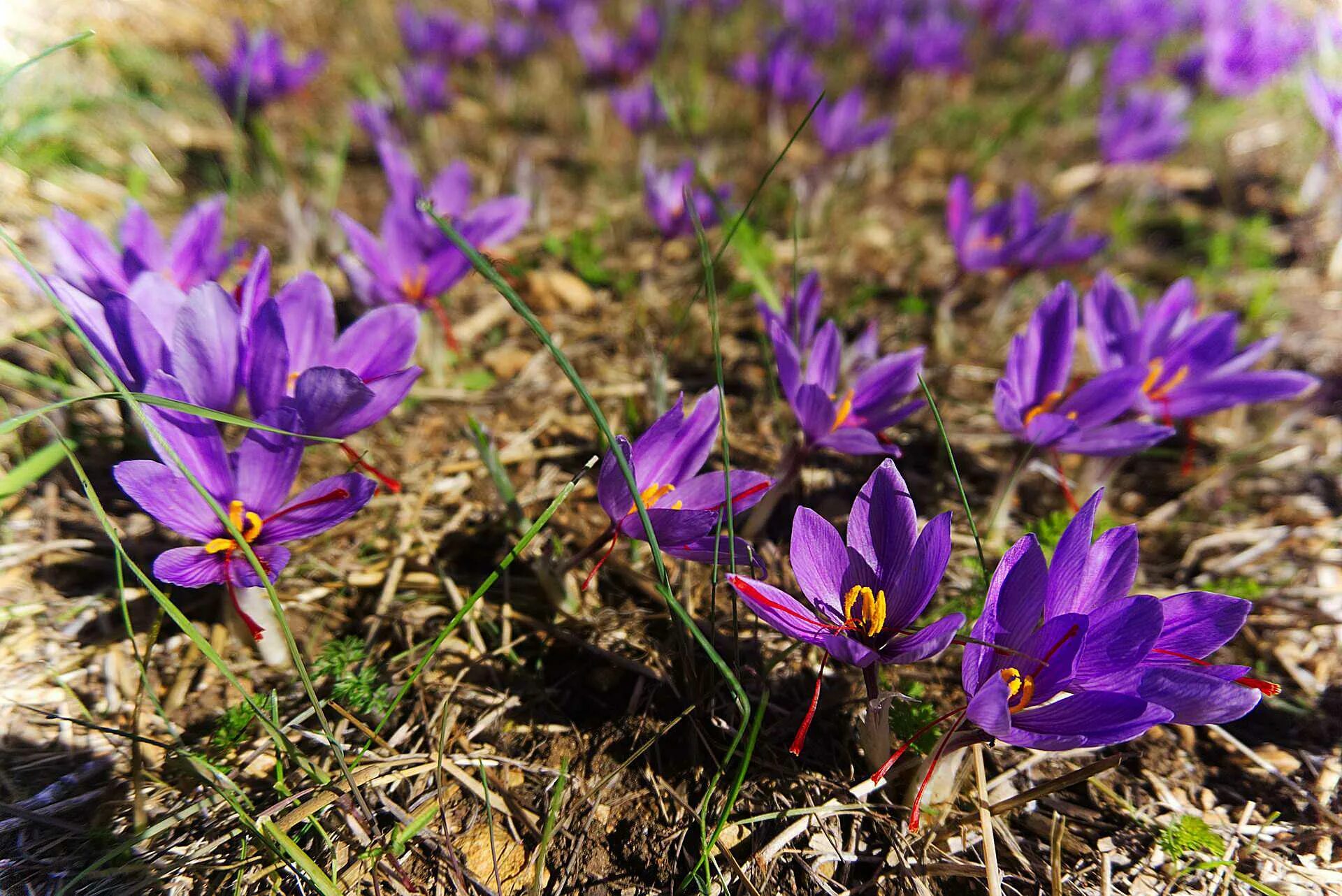 Новые кадры из крокуса. Крокус Шафран посевной. Шафран посевной (Crocus sativus). Крокус Шафран осенний. Крокус Шафран цветок.