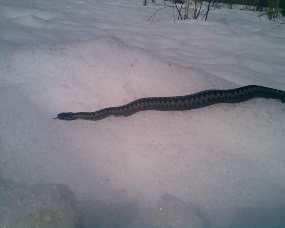 Гадюки зимой. Змея ползет. Змеи на снегу. Норки змей. Змеи зимой.