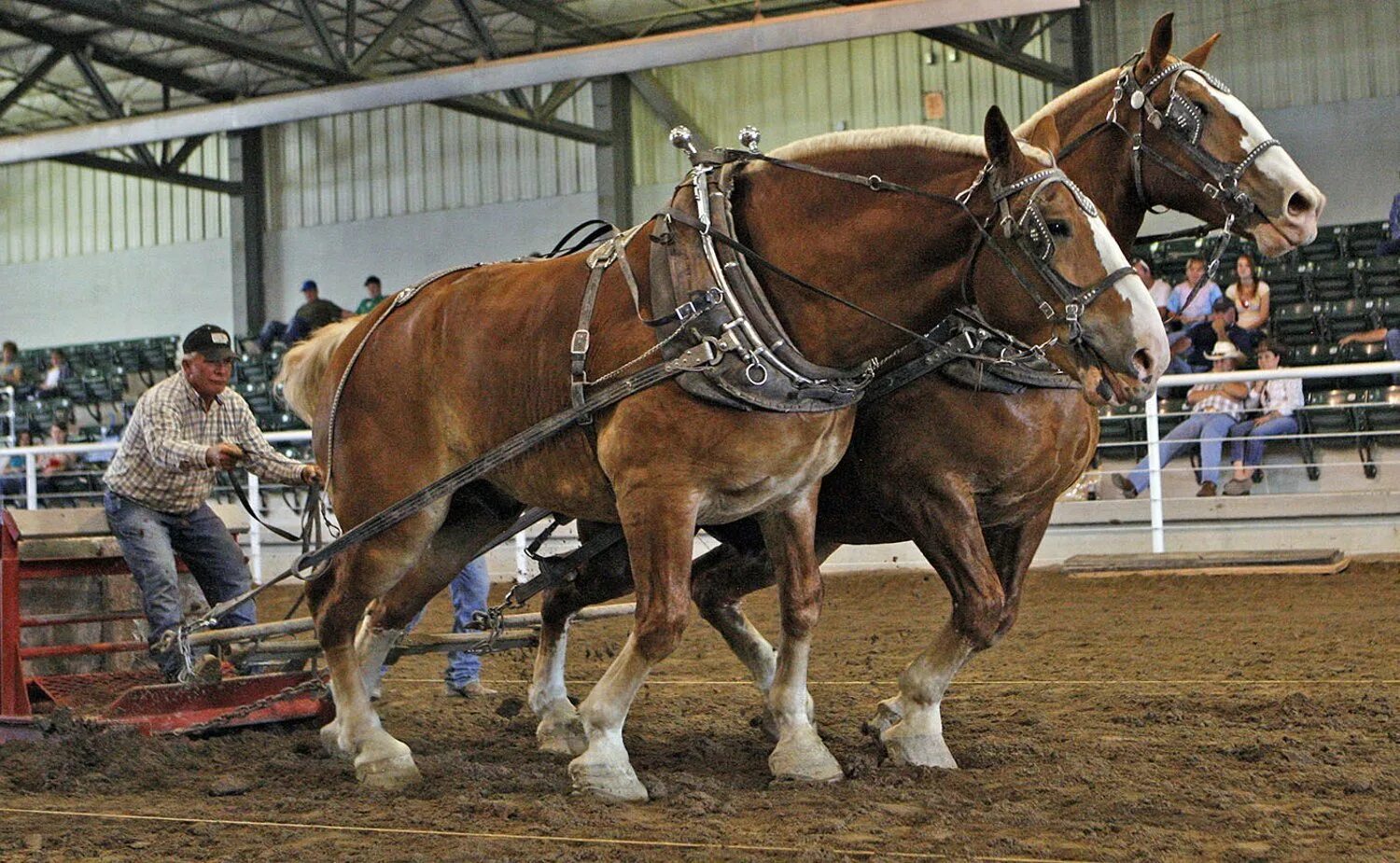 Heavy horses