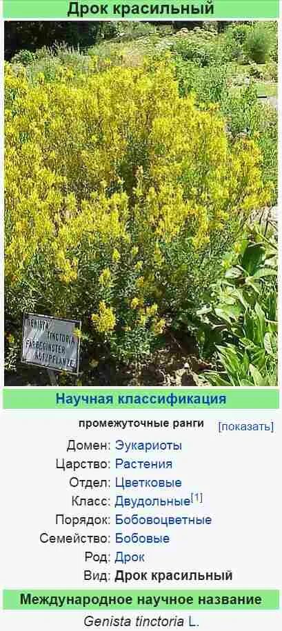 Продавец дрок уголь. Дрок красильный семена. дрок вечнозеленый. дрок плоды. дрок красильный описание.