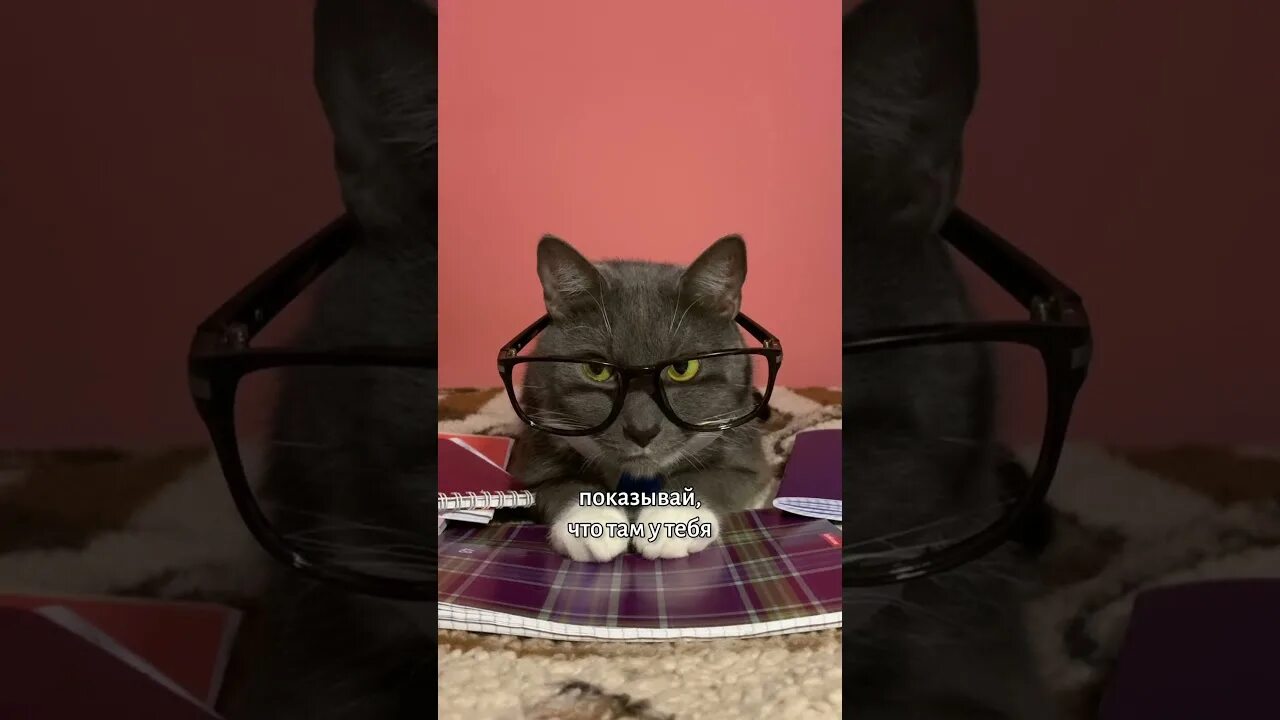 Если бы котики ходили в школу. Кот лотков песни. Котята ходят в школу. Если бы котики ходили в школу. Кот лотков песни.