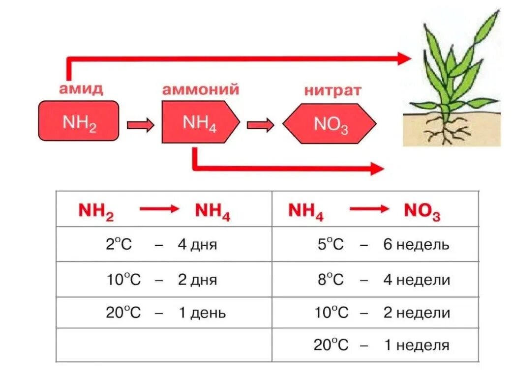 Процесс превращения азота в доступные формы называется. Формы азота в почве. форма азота в карбамиде. амидная форма азота для растений. азот в аммонийной форме удобрения.