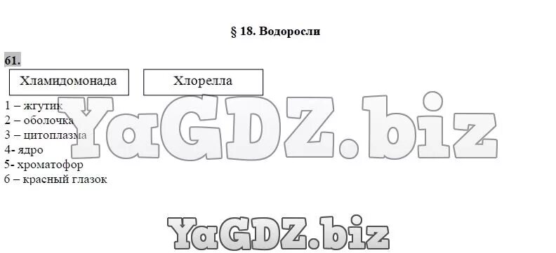 Лабораторная работа изучение зеленых водорослей. Лабораторная работа по водорослям. Лабораторная работа номер 1 строение одноклеточной зеленой водоросли. Зеленые водоросли лабораторная работа. Лабораторная работа строение водорослей