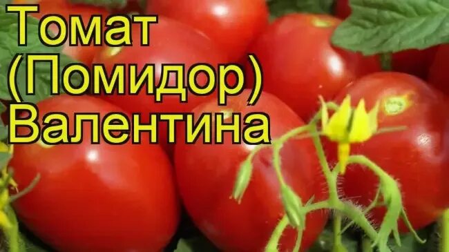 Томат валентина отзывы фото урожайность характеристика Семена Томат "Валентина" 0,1г Томат. Семена овощей
