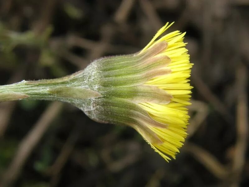 Мать-и-мачеха (Tussilago). Мать-и-мачеха обыкновенная (Tussilago Farfara). Мать и мачеха соцветие. Матьимачеха трава. Цветок мать и мачеха и одуванчик