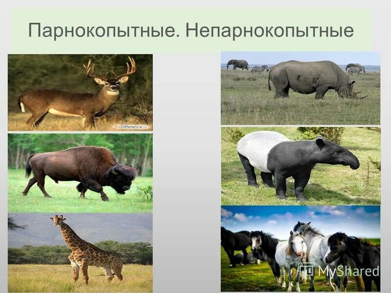 парнокопытные 2) непарнокопытные. строение копыта парнокопытных и непарнокопытных. парнокопытные и непарнокопытные животные. непарнокопытные млекопитающие представители. Perissodactyla непарнокопытные.