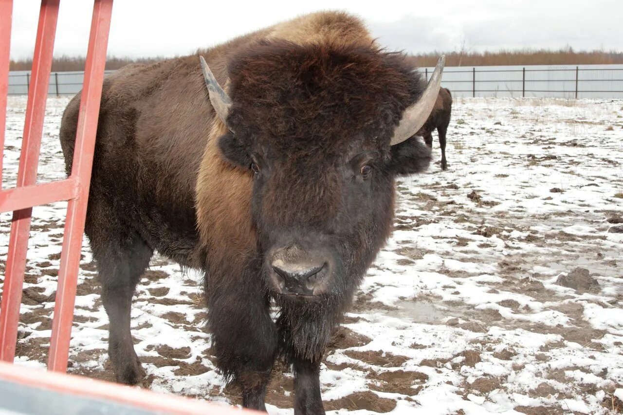 красавинский хуторок. красавинский хуторок. красавинский хуторок пермь озеро.