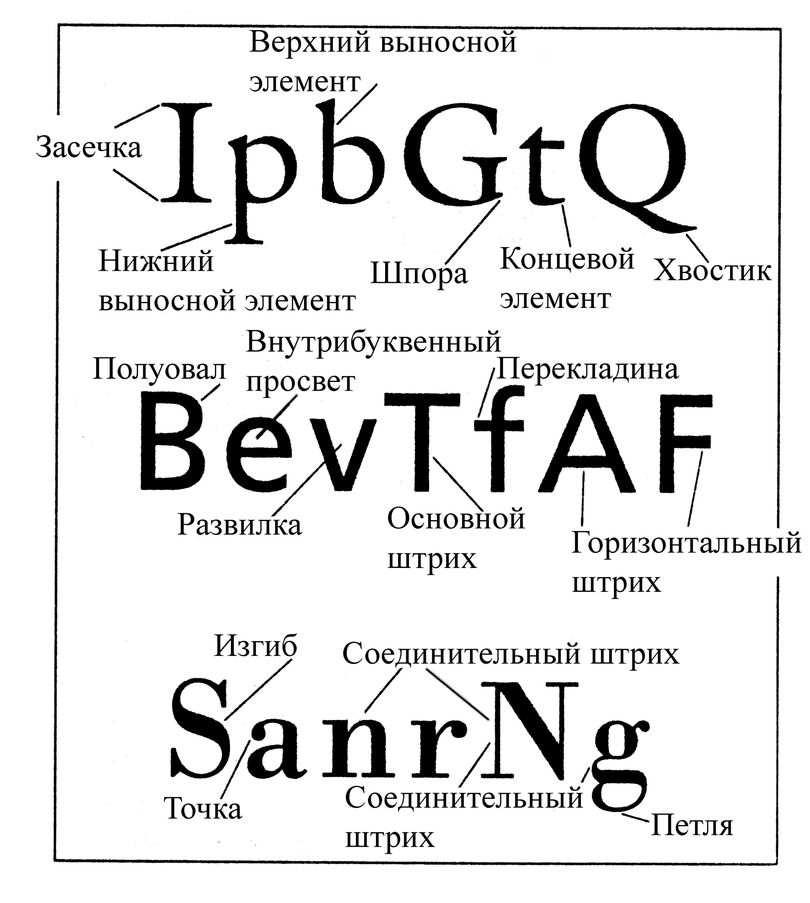 Шрифты. Анатомия шрифта. Шрифты в типографике. Анатомия шрифта и элементы.