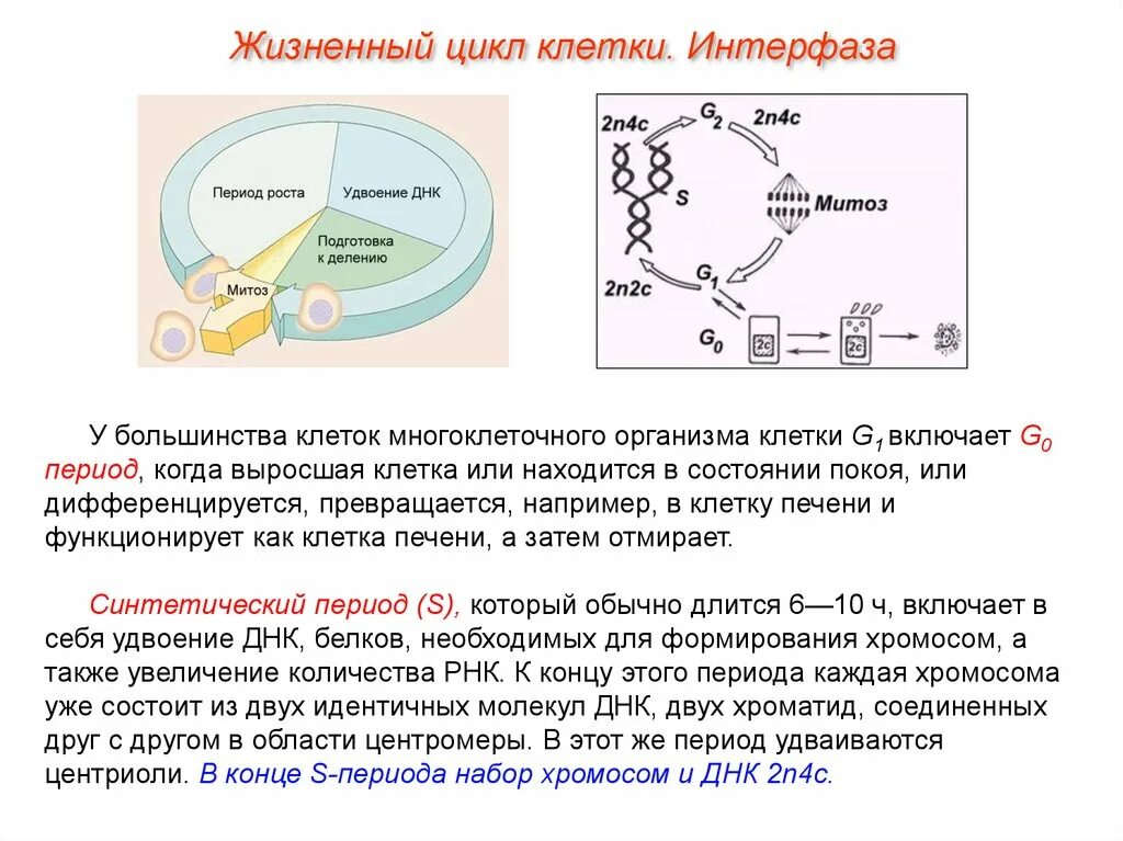 Какой набор в конце интерфазы. 2 Жизненный цикл клетки: интерфаза. Митотический цикл периоды интерфазы. Стадии клеточного цикла растительной клетки. Формула жизненного цикла клеток.