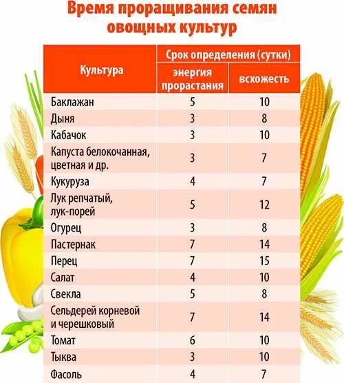 По каким показателям определяют жизнеспособность семян. Сроки прорастания семян таблица овощей. Сроки всхожести семян овощей таблица. Таблица всхожести семян овощных. Таблица сроков хранения овощей и всхожесть семян.