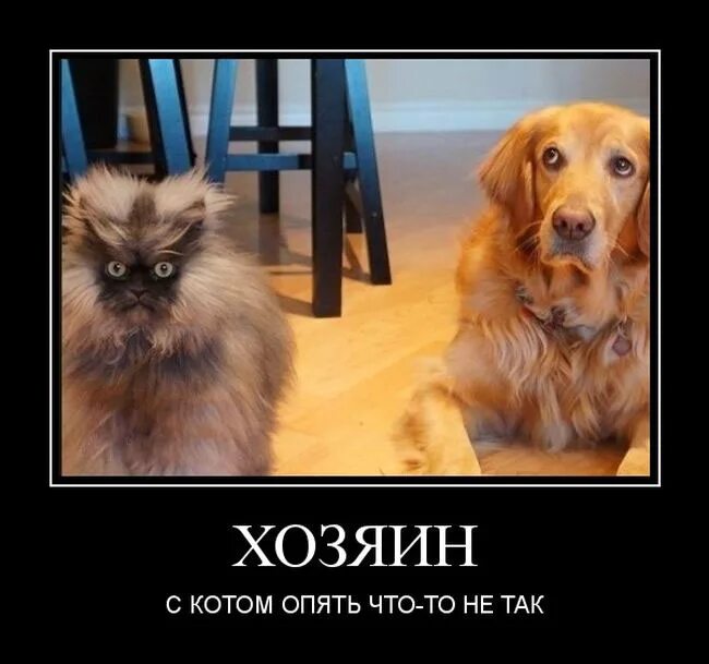 Кот опять. Барсику пора в церковь. хозяин с котом что то не так. хозяин с котом опять что то не так. хозяин с котом что то не то.
